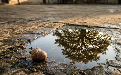 Vivir conforme a la naturaleza: ¿qué es en el estoicismo?